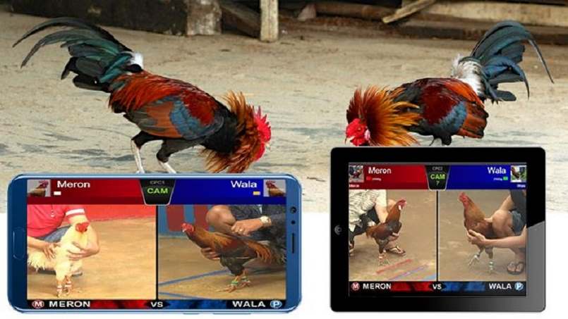 Hướng dẫn chi tiết cách thức tham gia cá cược đá gà online 